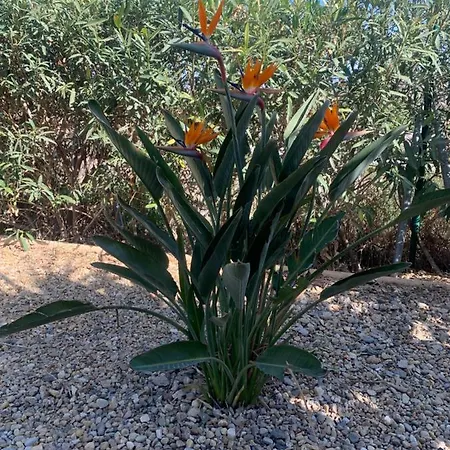 Homestay Lavender Almeria Arboleas